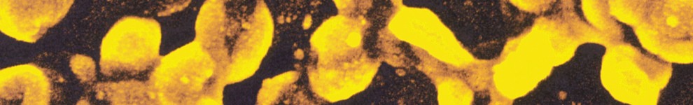 Electron microscope image of the Bordatella Pertussis bacterium